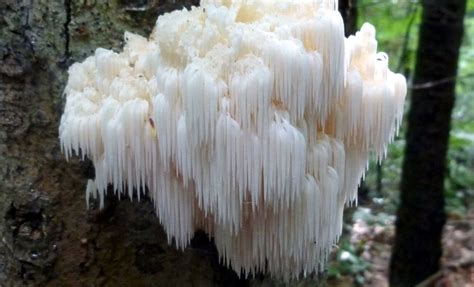 Image result for hou tou gu or yamabushitake