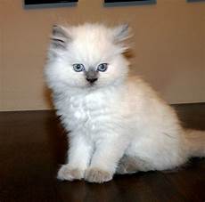 himalayan cats himalayan kitten gallery himalayan kittens himalayan cats himalayan kitten gallery himalayan kittens