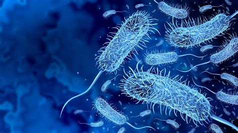 Newly Discovered Bacteria in Amazonian Sand Flies: Assessing Potential Human Transmission Risks ...