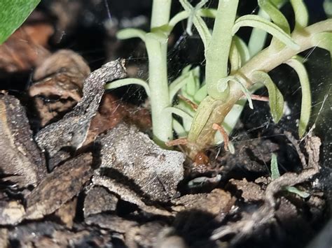 Triangulate cobweb? : r/spiders