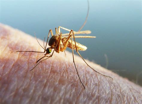 蚊子可以传播冠状病毒吗？看看专家和WHO是如何解释的 - 哔哩哔哩