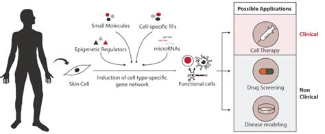 Image result for Direct Cell Reprogramming