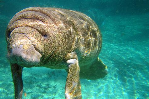 Secrets of the Manatee Presentation, Barrier Island Sanctuary, Micco ...