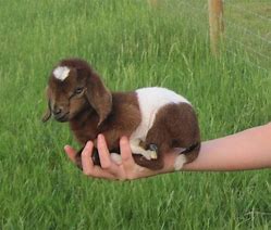 Image result for Mother and Baby Farm Animals