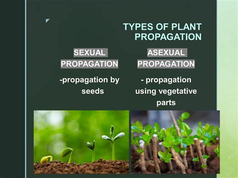 Sexual and Asexual Plant Propagation Techniquepdf | PDF