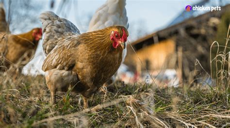 Chicken 的图像结果