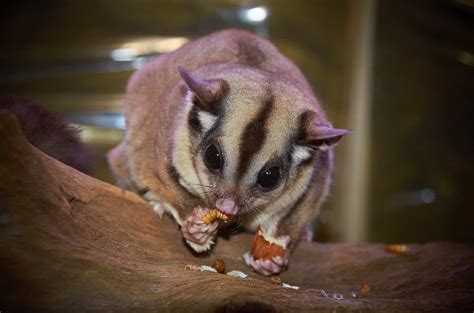 Top 15 Sugar Glider Facts - Diet, Lifespan & More | Facts.net