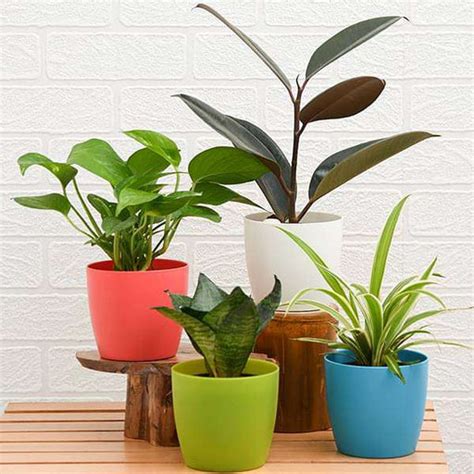 Buy Rubber Plants online from Nurserylive at lowest price.