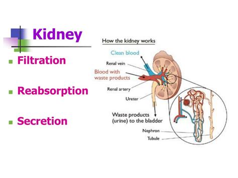 Image result for Net Filtration Rate Kidneys