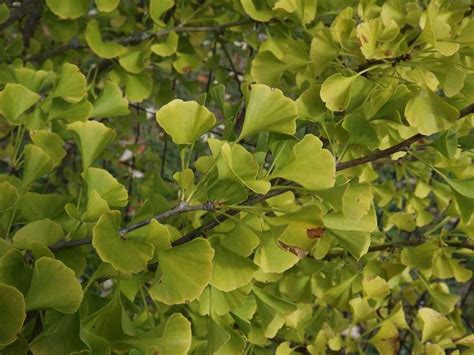 Ginkgo biloba 'Alberta' - Alberta ginkgo | The Dawes Arboretum