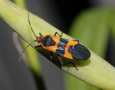 Orange And Black Bugs That Fly Photo Friday: Black, Orange, And Fuzzy