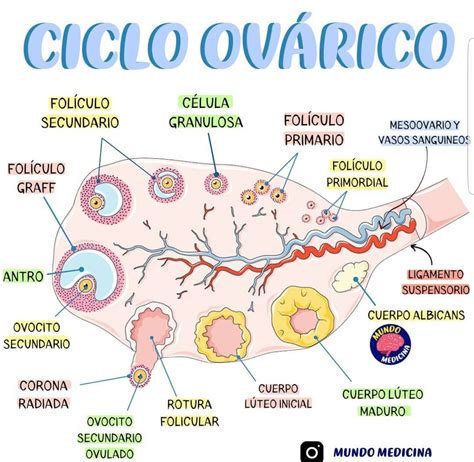Ciclo ovarico | Ciclo ovarico, Cosas de enfermeria, Educación para la salud