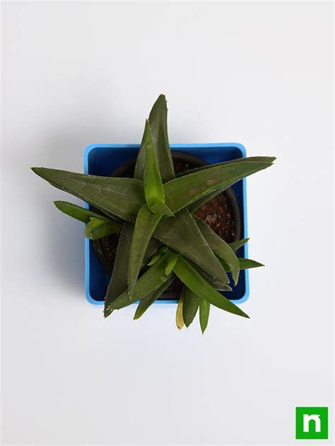 Buy Alworthia Black Gem - Succulent Plant online from Nurserylive at ...