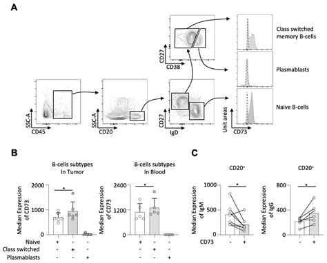 Tumor Infiltration with CD20+CD73+ B Cells Correlates with Better ...