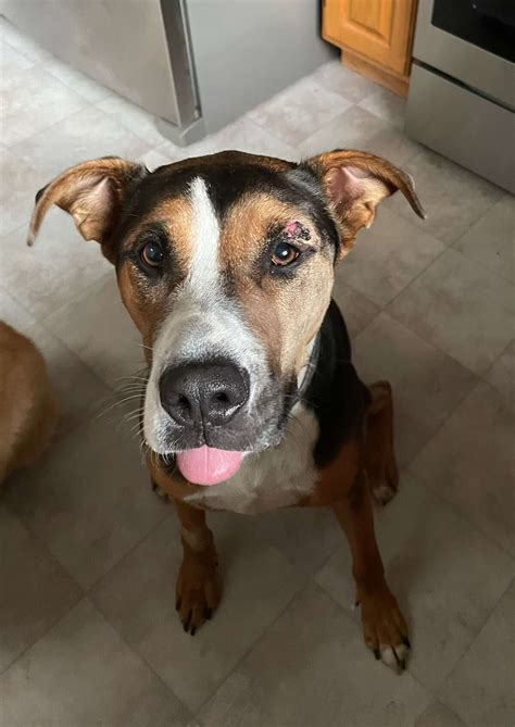 Rattlesnake Bite Dog Face at Ella Kendall blog