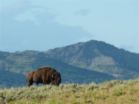 Free Images : wilderness, mountain, meadow, prairie, hill, wildlife, herd, pasture, grazing, usa ...