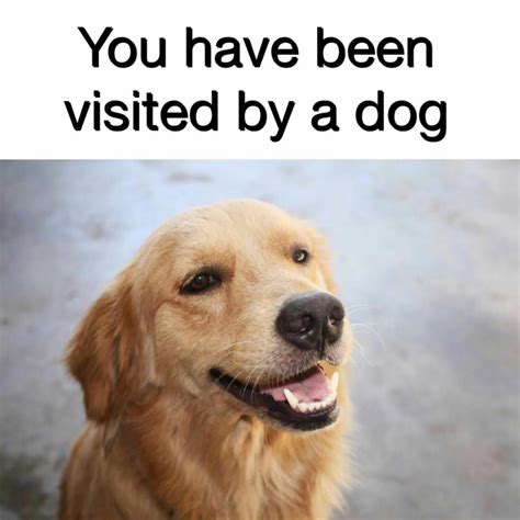 They're Good Dogs Brent : r/wholesomememes
