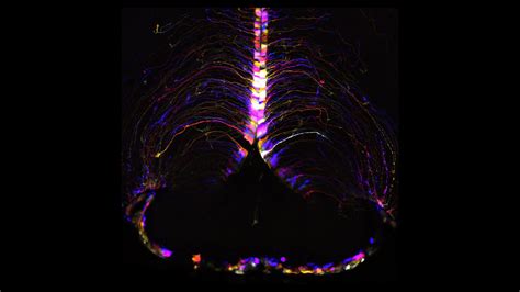 Image result for Brain Mapping Research