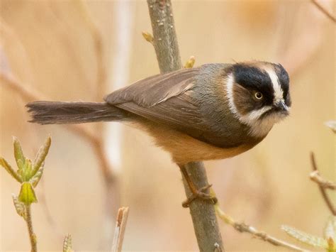 Black-browed/Rufous-fronted Bushtit - eBird
