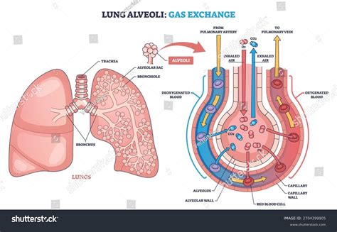 Lung Alveoli Gas Exchange Shown Simply Stock Vector (Royalty Free) 2704399905 | Shutterstock