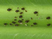 Banana aphid, Pentalonia nigronervosa