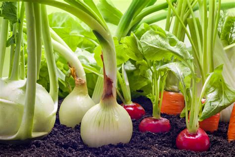 Small Space Vegetable Gardening Tips