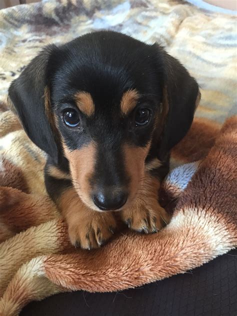 Winnie the Miniature dachshund | Dachshund puppy miniature, Cute dogs ...