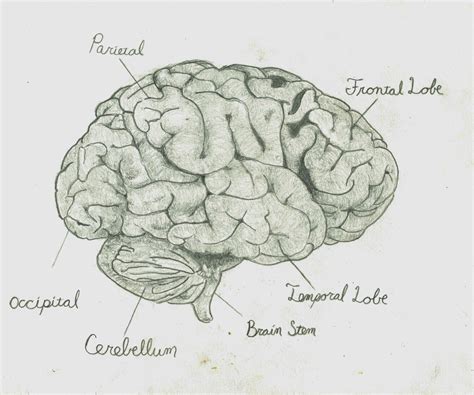 How To Draw Human Brain
