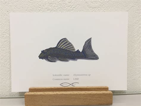 Hypansistrus sp (L260) Drawing Postcard | Osakanacraft