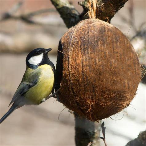 Buy Bird Feeder | Coconut Shell Bird House with Hanging Rope Online on ...
