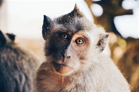 Free Images : monkey, fauna, primate, close up, nose, whiskers, eye ...
