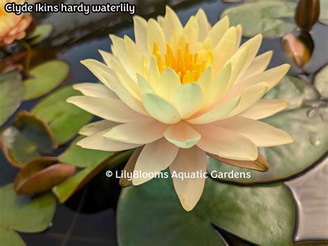 Hardy Water Lilies - Buy A Hardy Water Lily
