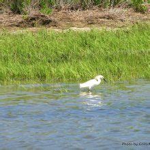 Tide Charts in Wildwood Crest, New Jersey