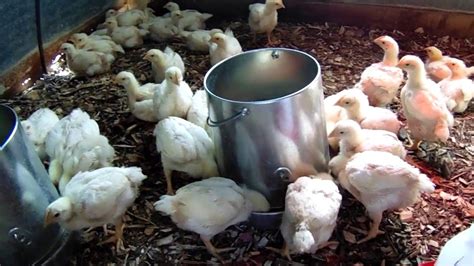 Buy 4 Weeks Old Broilers (Live Birds | Arbor Acres Plus | Ross 308) 10 ...