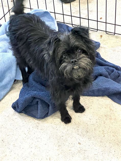 Midland Humane Society to take in 20 dogs saved from puppy mills