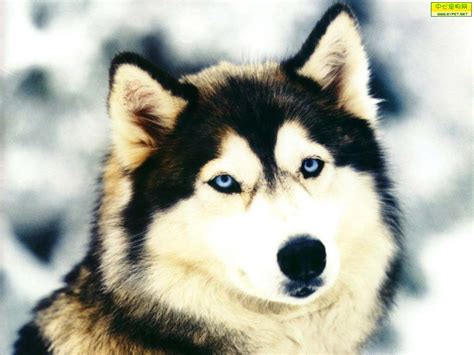 纯种阿拉斯加犬图片 拍的非常漂亮的阿拉斯加雪橇犬图片分享-宠物王