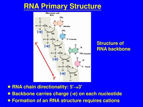 RNA Chain 的图像结果