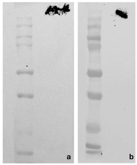 Piezo 1 and Piezo 2 in the Chemosensory Organs of Zebrafish (Danio rerio)