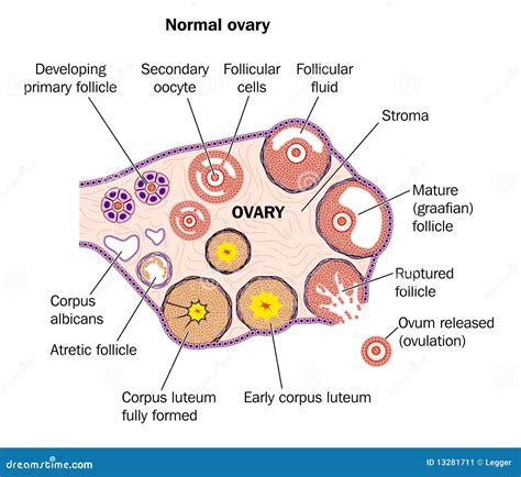 What Is The Average Size Of An Ovary at Sara Sugerman blog