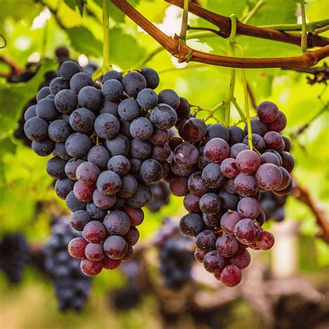 Concord Grape Seeds | Home Garden Planting – Emma Garden