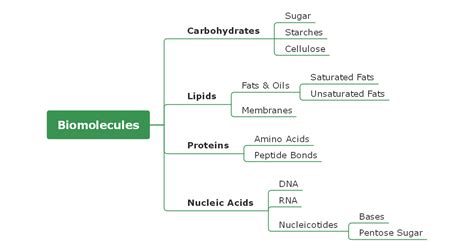 Concept Map Biology 的图像结果