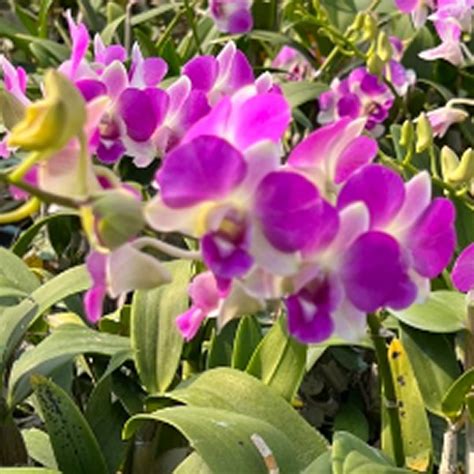 Dendrobium Orchid (Karen x compactum) #162 - Seedling