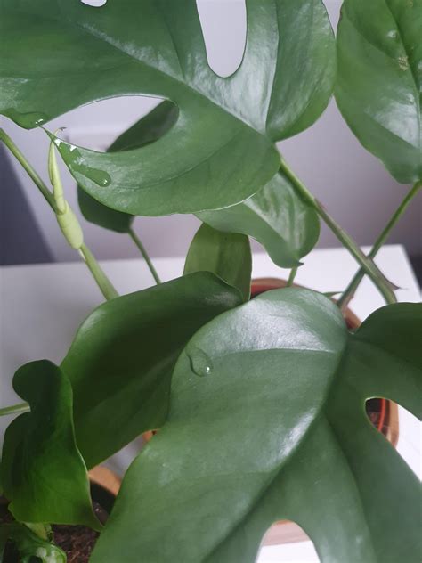 Why Does Monstera Weep: Unveiling the Mystery of Dripping Leaves - Indoor Plants