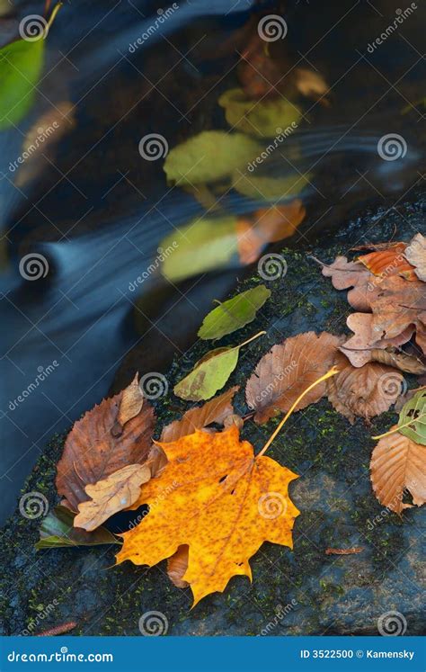 Autumn leaves in stream stock photo. Image of nature, foliage - 3522500