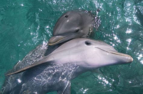 美國女科學家專門收集海豚生殖器，研究海洋生物的交配和進化 - ITW01