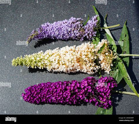 Butterfly bush, Violet butterfly bush, Summer lilac, Butterfly-bush ...