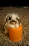 Image result for Silly Holland Lop