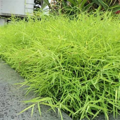 Bamboo Grass (Pogonatherum Paniceum) - Plant – Lalit Enterprise