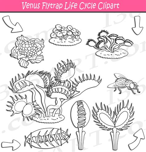 Venus Fly Trap Clipart
