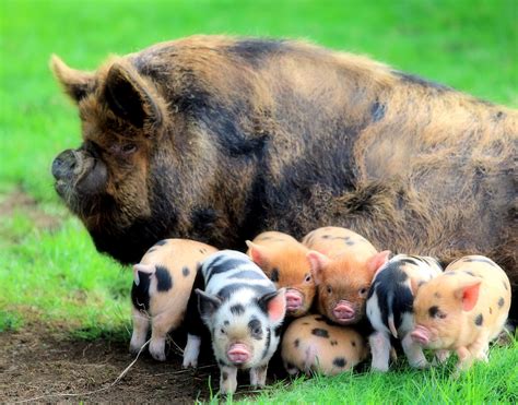 American KuneKune Pig Society - Home | Pet pigs, Cute baby animals ...